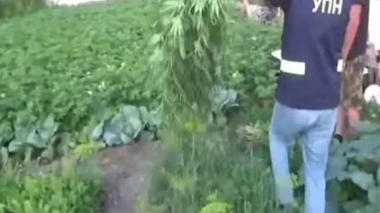 Қарағанды облысының тұрғыны бақшасына жүздеген түп есірткі өсірген