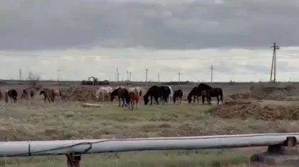 Екібастұзда ер адам полицейлерге теміржол бойынан жылқыларды айдап әкетуге кедергі келтірді