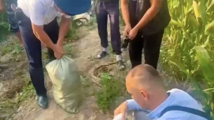 Алматы облысының тұрғыны 50 келі есірткіні жүгері арасына жасырып өсірген