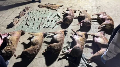 Маңғыстау облысының тұрғынынан ондаған киік мүйізі табылды