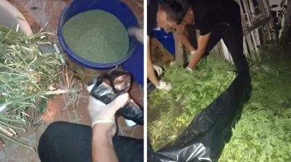 Ақтөбе облысында ауыл тұрғыны ауласына есірткі өсіріп, жарты центнерден аса «өнім» алған