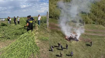 ШҚО-да 20 гектар жерге есірткі өсірілген