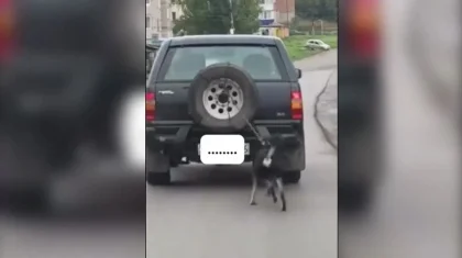 Шығыс Қазақстан тұрғыны итін көлігіне байлап сүйреген (ВИДЕО)
