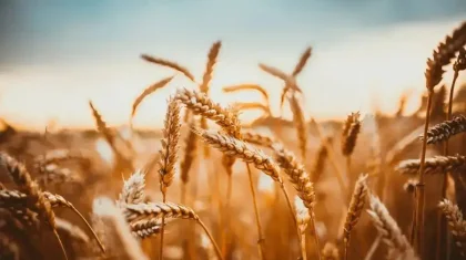 Елімізде биыл қанша тонна астық жиналатыны белгілі болды
