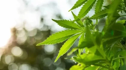 Қарағанды облысында ірі есірткі алқабы табылды