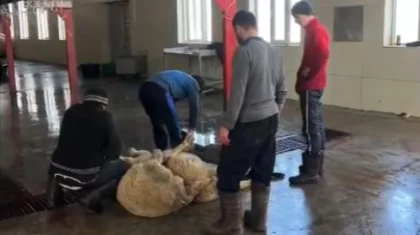 Құжатсыз мал тасымалдаған: Шымкентте 150-ге жуық заңсыздық анықталды