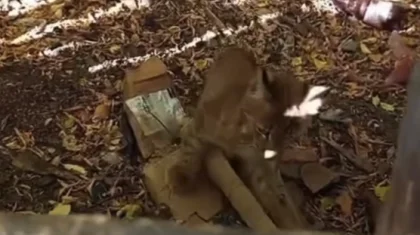 Ақмола облысында Қызыл кітапқа енген жабайы аң жер үйдің ауласына кіріп кетті