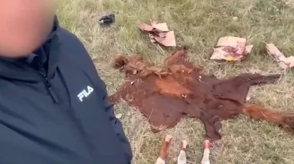Астана маңында екі бие мен бір сиыр сойған үш жігітті арнайы жасақ ұстап әкетті (ВИДЕО)