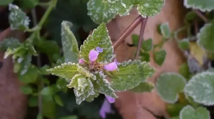 Үсік жүреді: синоптиктер 14 өңірде дабылды ескерту жариялады