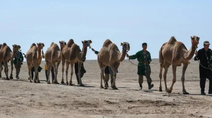 Алматы облысындағы түйе керуені Гиннестің рекордтар кітабына енді