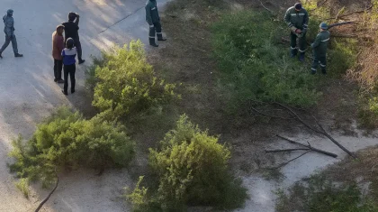 Ақтау тұрғындары балалар алаңы үшін ағаш кесуге қарсы шықты