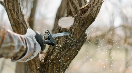 «Семей орманында» бұрын ағаш кескені үшін сотталған адамдар мен ұрылар жұмыс істеп жүрген