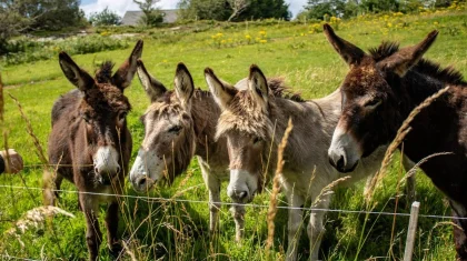 «Жағдай қиын»: Жамбыл облысындағы екі ауданды есек қаптады