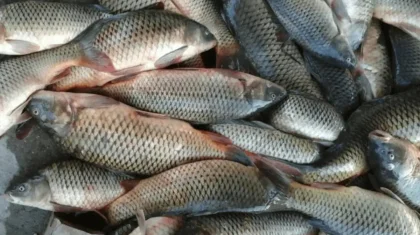 Абай облысында алты келі балық аулап алған қарияны полиция тексеруге мәжбүр болды