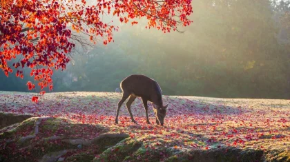 Тұман түсіп, көктайғақ болады: Қазақстан бойынша дабылды ескерту жарияланды