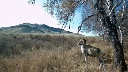 Қарағанды ​​облысында Қазақстанның Қызыл кітабына енген арқар фототұзаққа түсті
