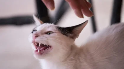 Маңғыстауда мысық тістеп алған ер адам көз жұмды