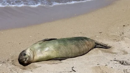 Каспий жағалауында 112 итбалықтың өлексесі табылды