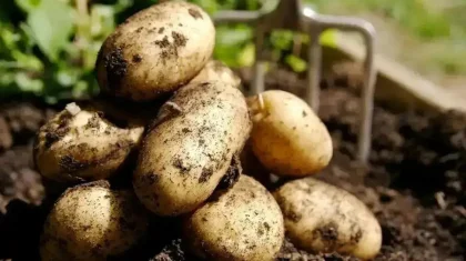 Қазақстанда картоп тапшылығы болмайды — министрлік