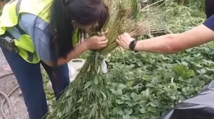 Алматы тұрғыны өз ауласына есірткі өсіремін деп полицейлерге ұсталып қалды