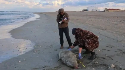 Каспий теңізіндегі итбалықтардың жаппай қырылуының себебі анықталды: мамандар мәлімдеме жасады