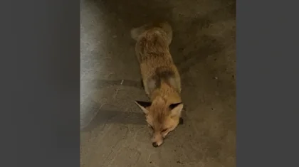 Көшеде жабайы аңдар жүр: Қостанай облысында жұмыс тобы құрылды