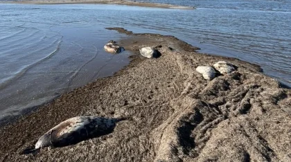 Каспий теңізінен тағы да 70-тен астам итбалықтың өлексесі табылды (ВИДЕО)