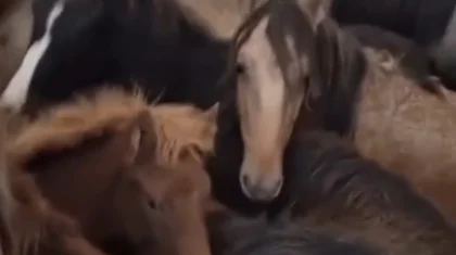 Қарағанды облысында полиция WhatsApp топтарының көмегімен мал ұрлығын әшкереледі (ВИДЕО)