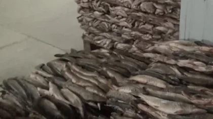 Еуропаға 75 тонна заңсыз балық экспорттаған кәсіпорын басшылары сотталып кетті