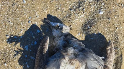 Каспий жағалауында енді құстар қырылып қалды