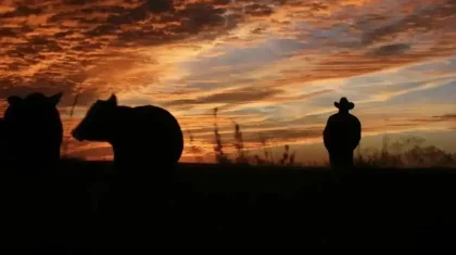 Таулы жерде сойып, базарға апарып сатқан: Павлодар облысында мал ұрылары ұсталды