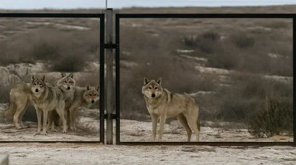 Маңғыстау облысында бір үйір қасқырдың үйлерді торуылдап жүрген видеосы тарады