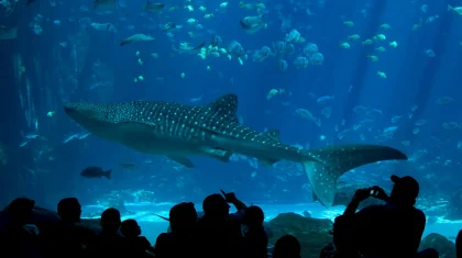 Билеті 25 мың теңге: Астанадағы океанариумда «дискотека» өте жаздады