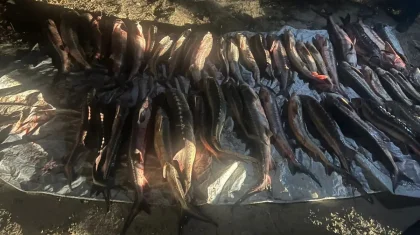 Маңғыстау облысында 300 килоға жуық бекіре балығын аулаған ер адам ұсталды