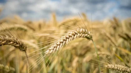 Арменияға Қазақстан бидайының алғашқы 1 мың тоннасы жеткізілді – Тоқаев