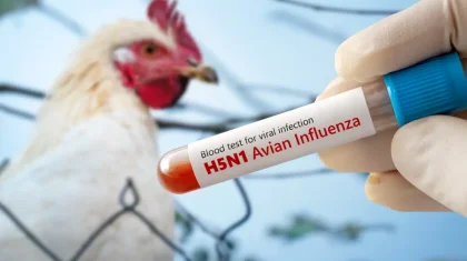 Әлемде алғаш рет H5N5 құс тұмауынан бір адам қайтыс болды