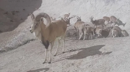 Сирек кездесетін жабайы аңдар: «Қызылсай» паркінде түсірілген видео жарияланды