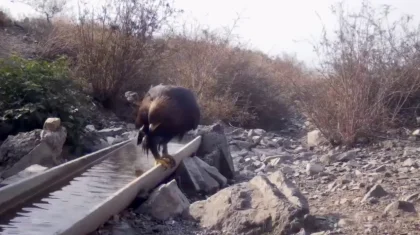«Алтын Емел» ұлттық паркінде сирек кездесетін бүркіттің суға түскен видеосы жарияланды