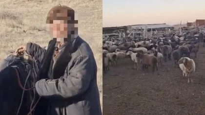 «Үш күн ас-сусыз, ұйқысыз»: Жамбыл облысында шопан 700 қойымен бірге адасып кетті