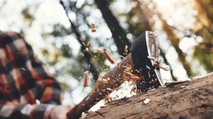 Қостанай облысында орманнан қарағай ағаштарын заңсыз кескен топ ұсталды