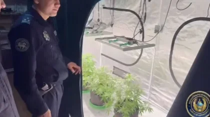 Алматыда көпқабатты үйдің пәтеріне есірткі өсірілген