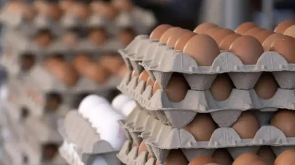 Қазақстанға тауық жұмыртқасын әкелуге тыйым салынды