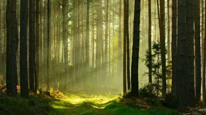 Ақмола облысында құны 2,2 млрд теңге болатын орман жекеменшікке өтіп кеткен