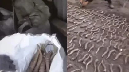 Жезқазған тұрғынының үйінен 300-ден аса киіктің мүйізі табылды