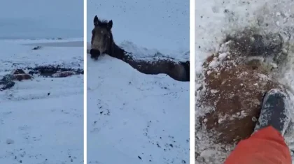БҚО-да боранды түні бір үйір жылқы суға түсіп кетіп, қырылып қалды (ВИДЕО)