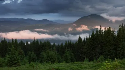 Қазақстанда биыл ормандарды қалпына келтіру үшін 1,5 млрд көшет егілді