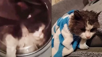 Талдықорғанда әйел адам мысығын кір жуғыш машинаға салып жуған (ВИДЕО)