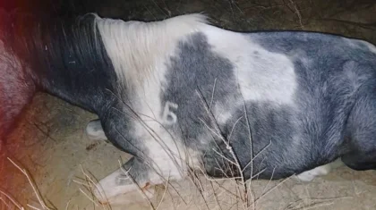 Биыл Қазақстанда жарты мыңнан астам адам мал ұрлығына қатысты қолға түскен (ВИДЕО)