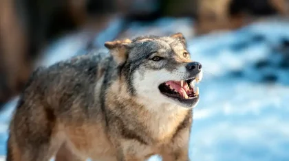 Биыл қасқыр мен шибөріні атуға қандай жағдайда рұқсат беріледі