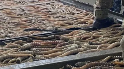 Екі облыста браконьерлерден мыңдаған киік мүйізі тәркіленді